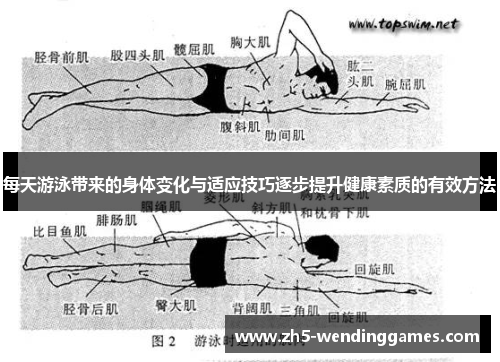 每天游泳带来的身体变化与适应技巧逐步提升健康素质的有效方法